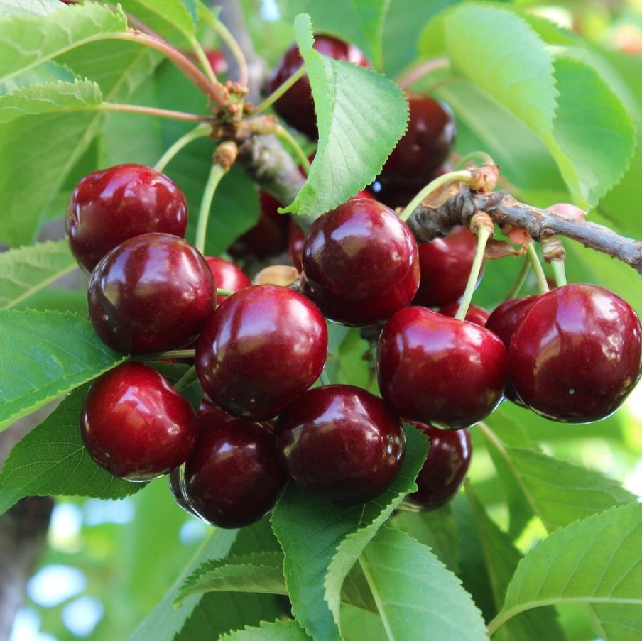 Pomi Fructiferi - Cires Early Red - Anul 3 - Regatul Plantelor