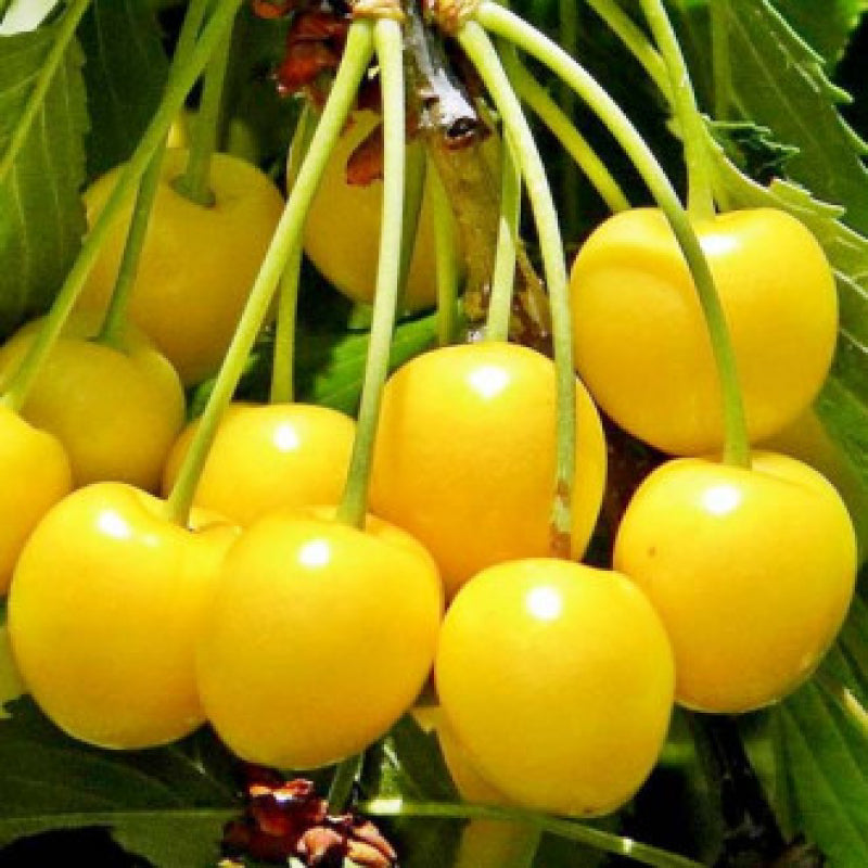 Pomi Fructiferi - Cires Galben - Anul 3 - Regatul Plantelor