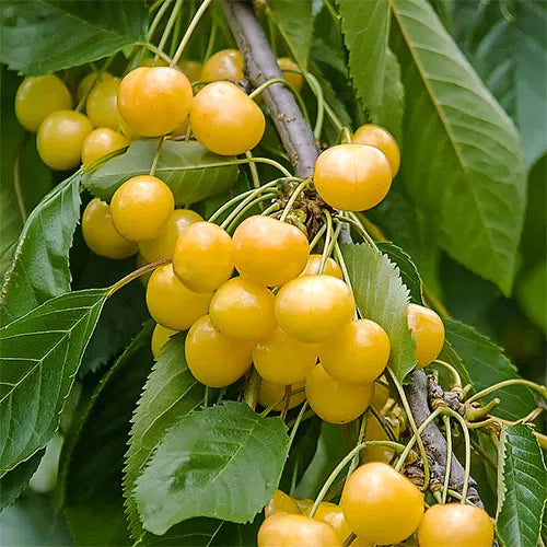 Cireș ”Galben”