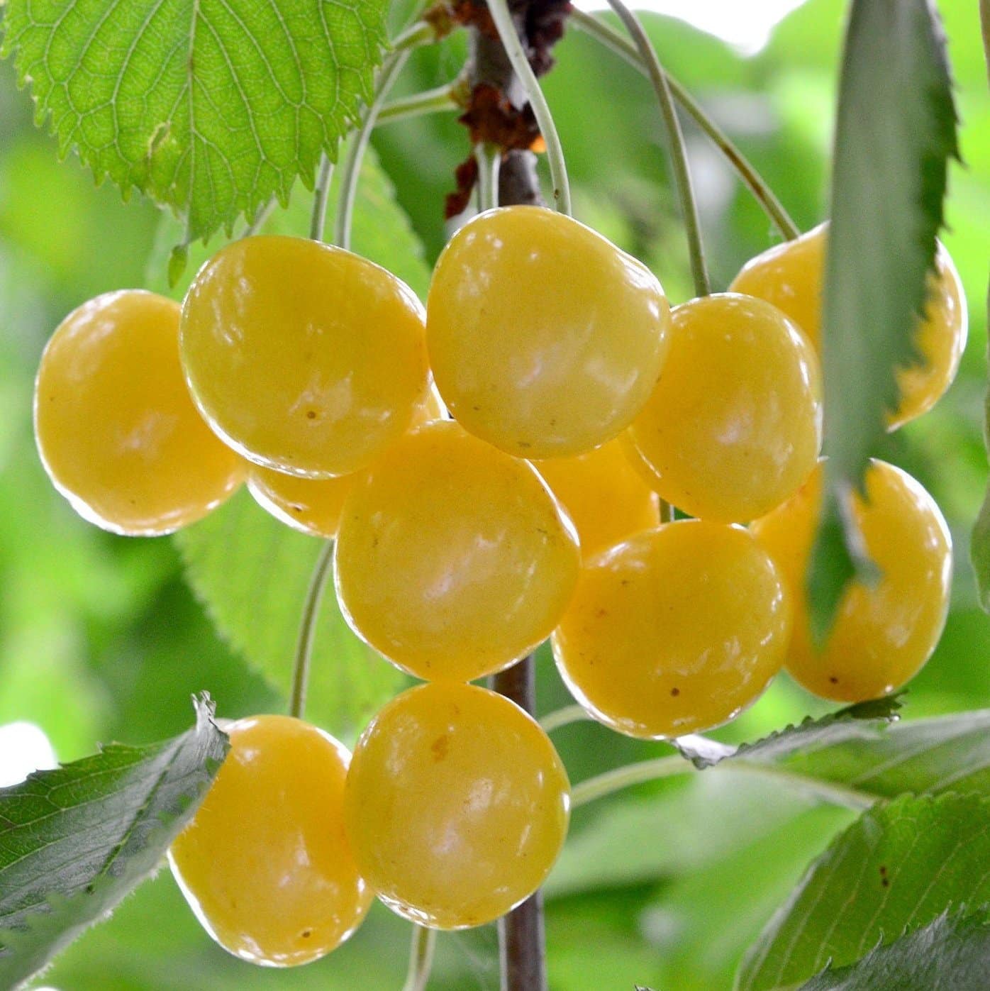 Pomi Fructiferi - Cires Galben - Anul 3 - Regatul Plantelor