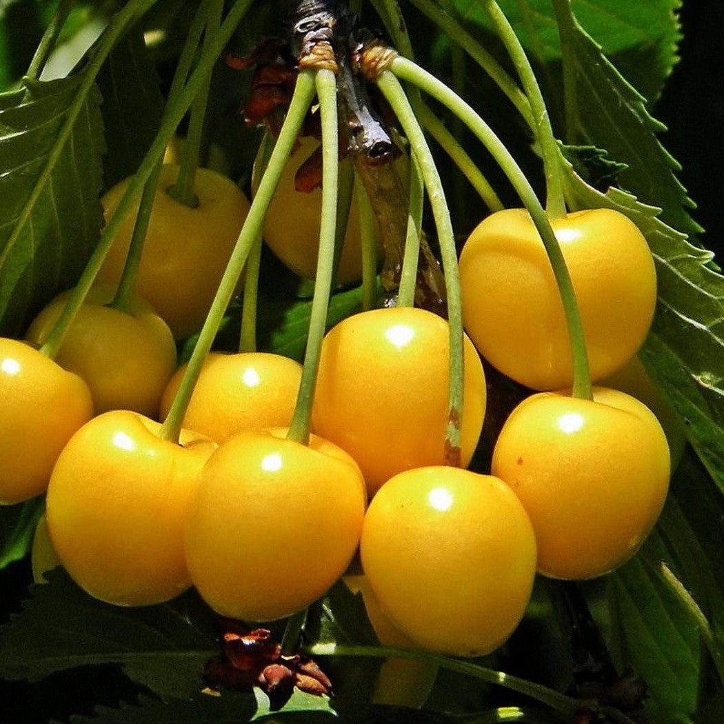 Pomi Fructiferi - Cires Galben - Anul 3 - Regatul Plantelor