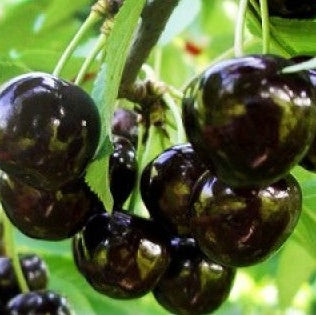 Pomi Fructiferi - Cires Negre de Bistrita - Anul 3 - Regatul Plantelor