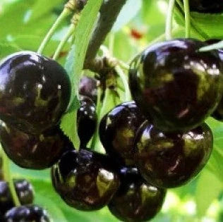 Cireș ”Negre de Bistrița”