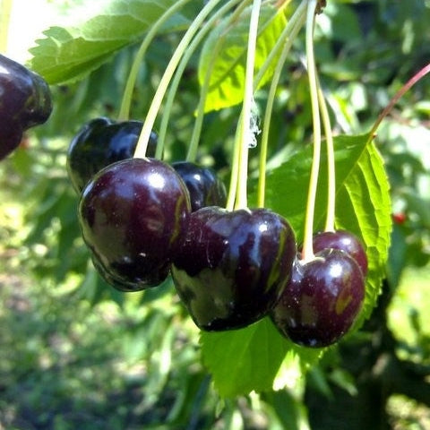 Pomi Fructiferi - Cires Negre de Bistrita - Anul 3 - Regatul Plantelor