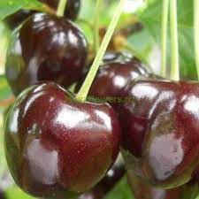 Pomi Fructiferi - Cires Negre de Bistrita - Anul 3 - Regatul Plantelor