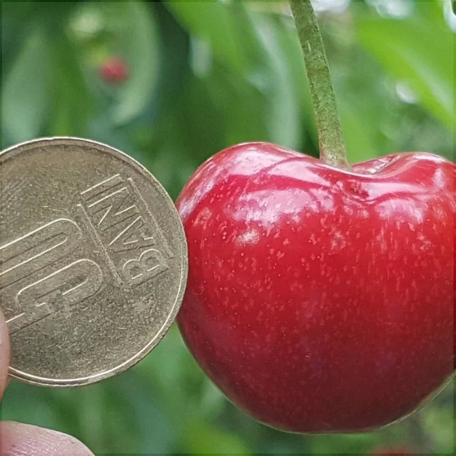 Cireș ”Prime Giant”