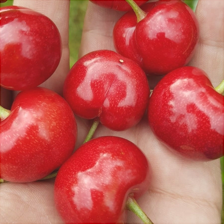 Pomi Fructiferi - Cires Prime Giant - Anul 3 - Regatul Plantelor