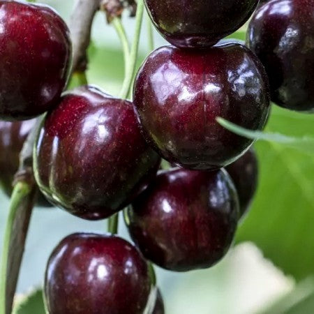 Pomi Fructiferi - Cires Regina - Anul 3 - Regatul Plantelor