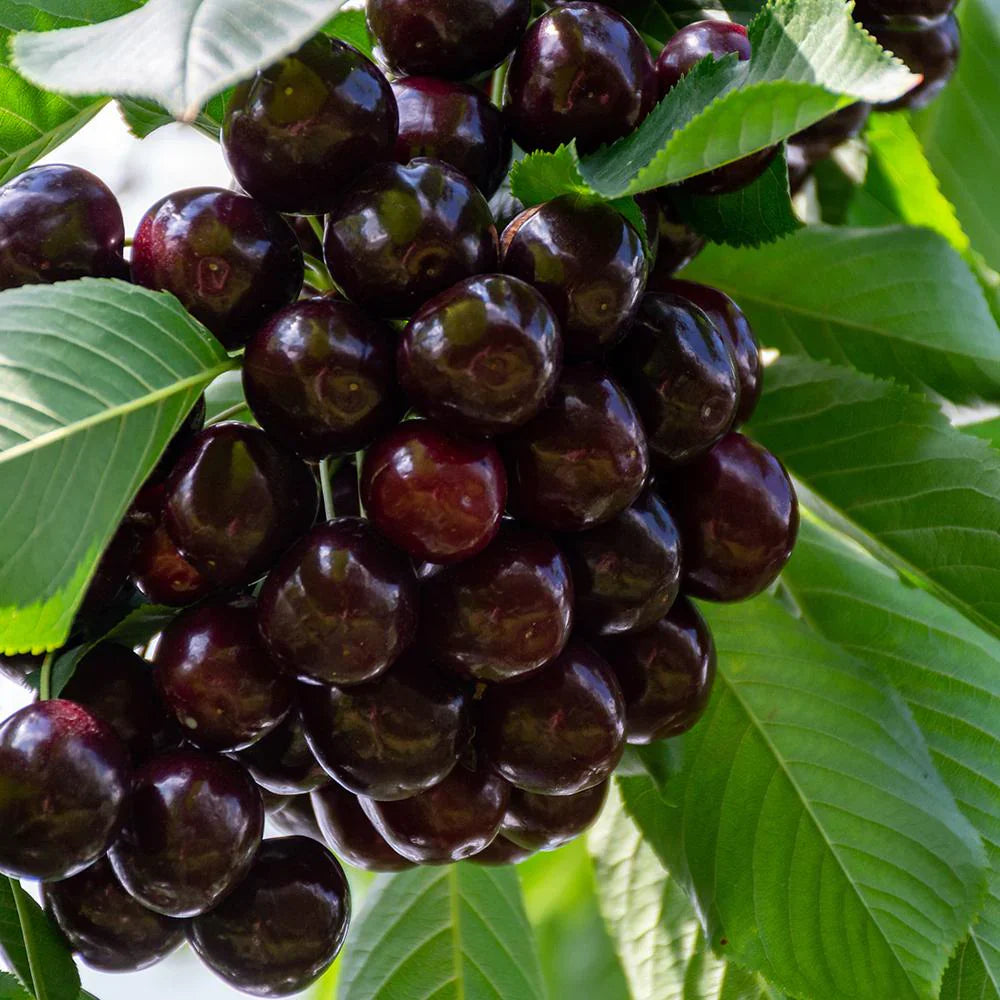 Pomi Fructiferi - Cires Regina - Anul 3 - Regatul Plantelor