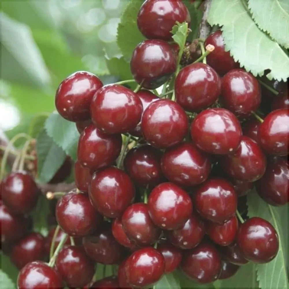 Pomi Fructiferi - Cires Rubin - Anul 3 - Regatul Plantelor