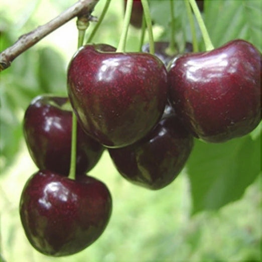 Pomi Fructiferi - Cires Rubin - Anul 3 - Regatul Plantelor