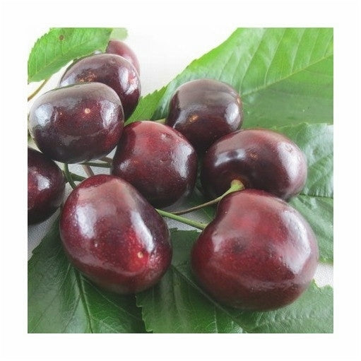 Pomi Fructiferi - Cires Rubin - Anul 3 - Regatul Plantelor