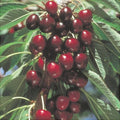 Cireș ”Stella”