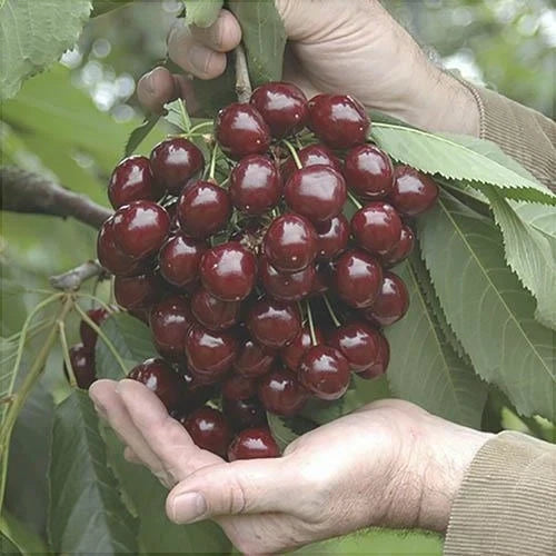 Cireș ”Stella”