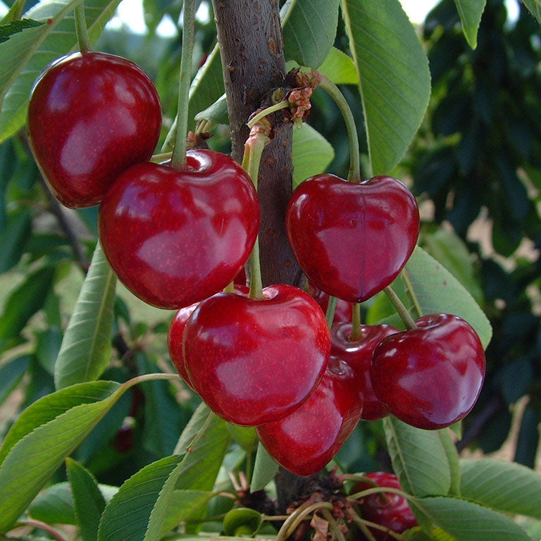 Pomi Fructiferi - Cires Summit - Anul 3 - Regatul Plantelor