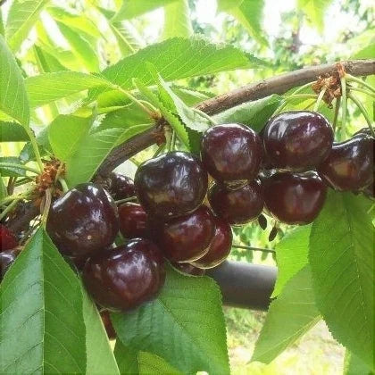 Cireș ”Sweet Aryana”