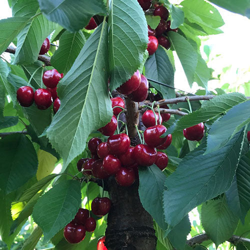 Pomi Fructiferi - Cires Sweet Lorenz - Anul 3 - Regatul Plantelor