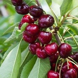 Pomi Fructiferi - Cires Sweet Lorenz - Anul 3 - Regatul Plantelor