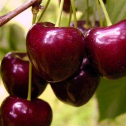 Pomi Fructiferi - Cires Timpurii de Bistrita - Anul 3 - Regatul Plantelor