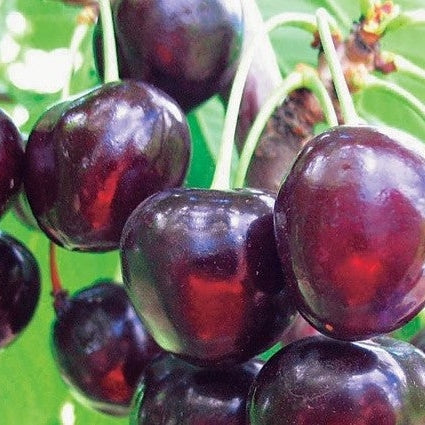 Pomi Fructiferi - Cires Timpurii de Bistrita - Anul 3 - Regatul Plantelor