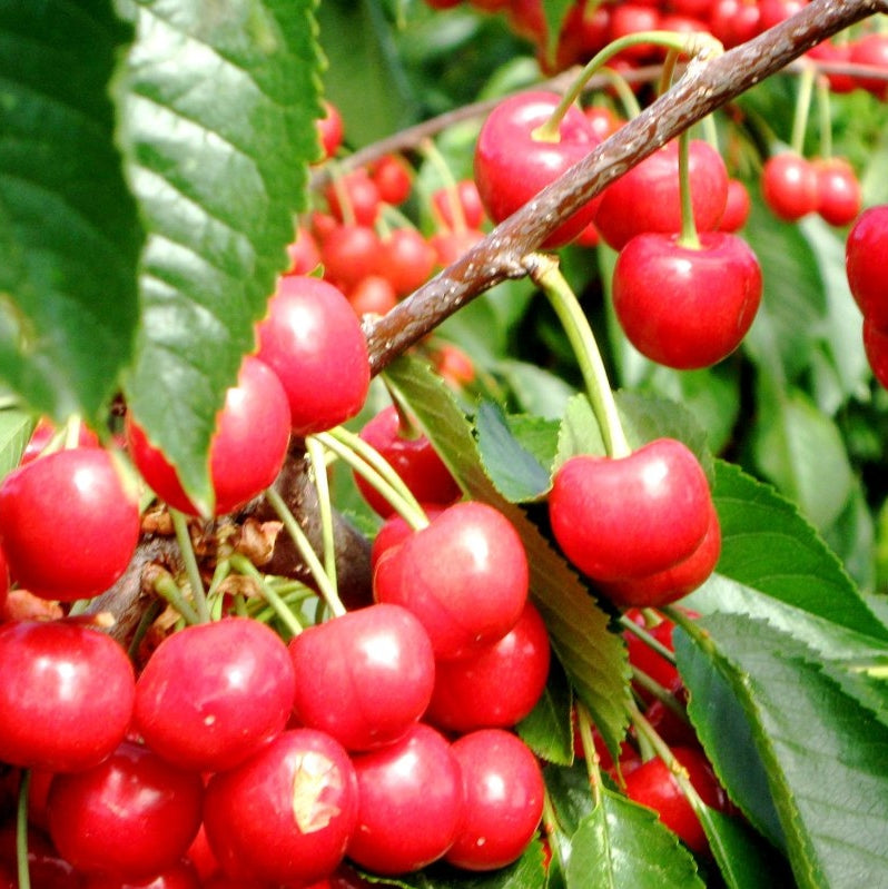 Pomi Fructiferi - Cires Uriase de Bistrita - Anul 3 - Regatul Plantelor