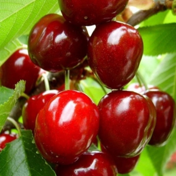 Pomi Fructiferi - Cires Uriase de Bistrita - Anul 3 - Regatul Plantelor