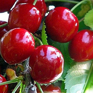 Pomi Fructiferi - Cires Uriase de Bistrita - Anul 3 - Regatul Plantelor