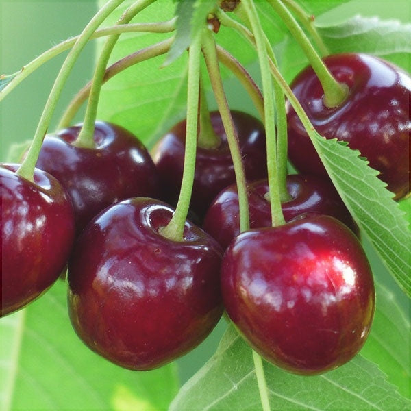 Pomi Fructiferi - Cires Van - Anul 3 - Regatul Plantelor