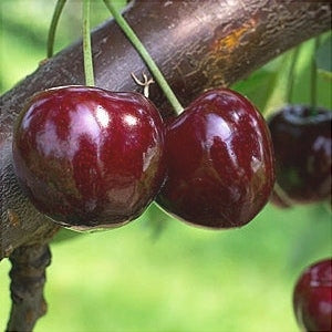 Pomi Fructiferi - Cires Van - Anul 3 - Regatul Plantelor