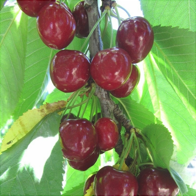 Pomi Fructiferi - Cires Van - Anul 3 - Regatul Plantelor