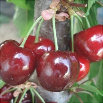 Pomi Fructiferi - Cires Van - Anul 3 - Regatul Plantelor