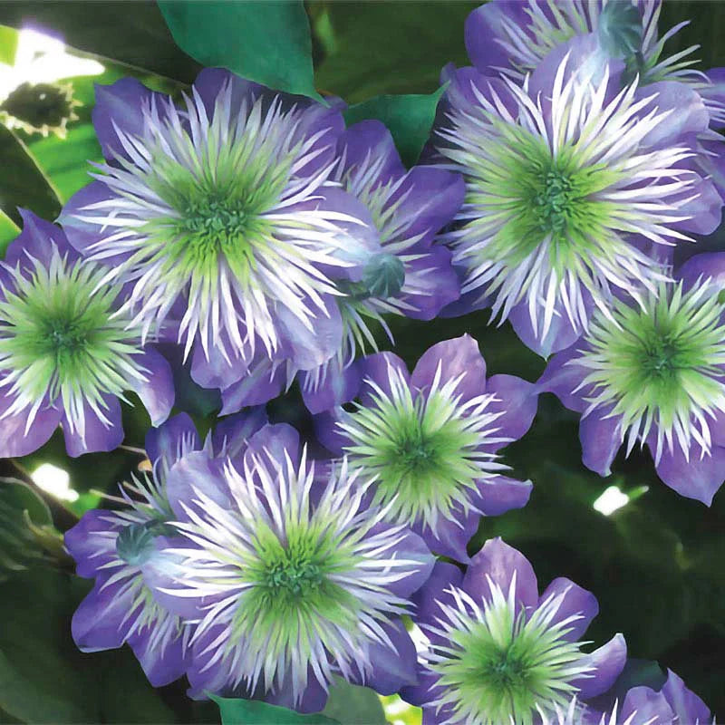 Clematis "Crystal Fountain"