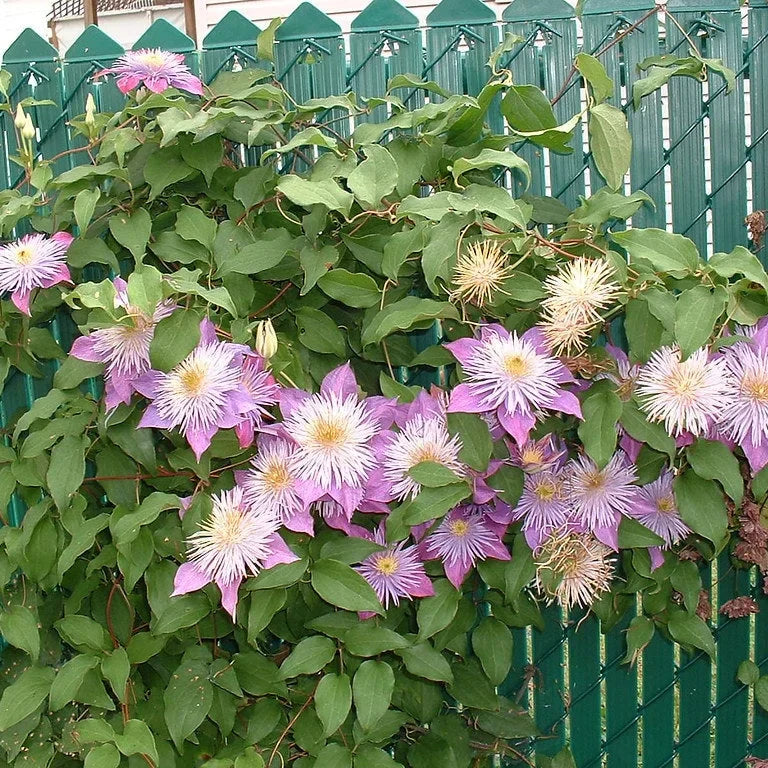 Clematis "Crystal Fountain"