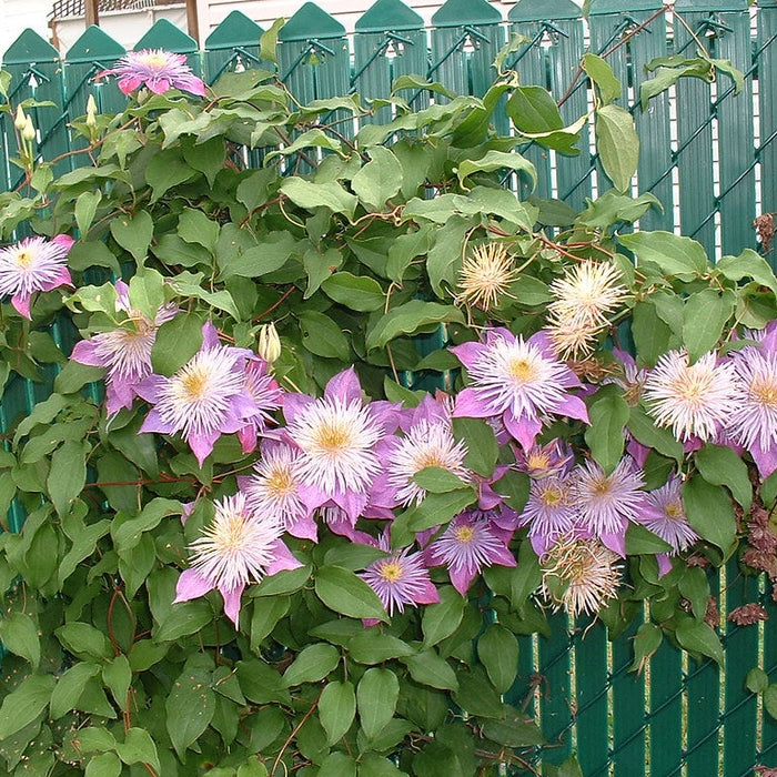 Clematis "Crystal Fountain" la Ghiveci, 1 Bucata