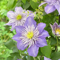 Clematis "Crystal Fountain"
