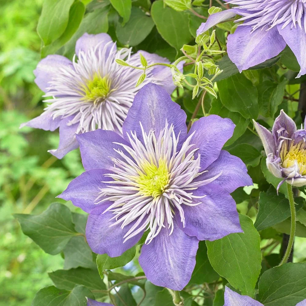 Clematis "Crystal Fountain"
