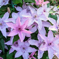 Clematis "Hagley Hybrid"