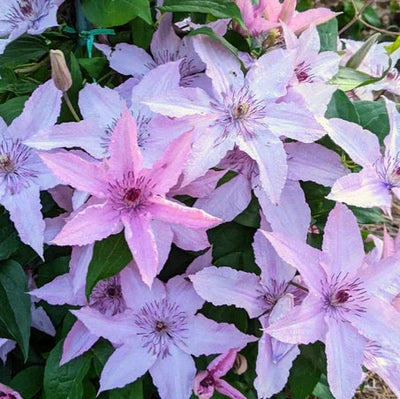 Clematis „Hagley Hybrid” – plantă ornamentală | Regatul Plantelor