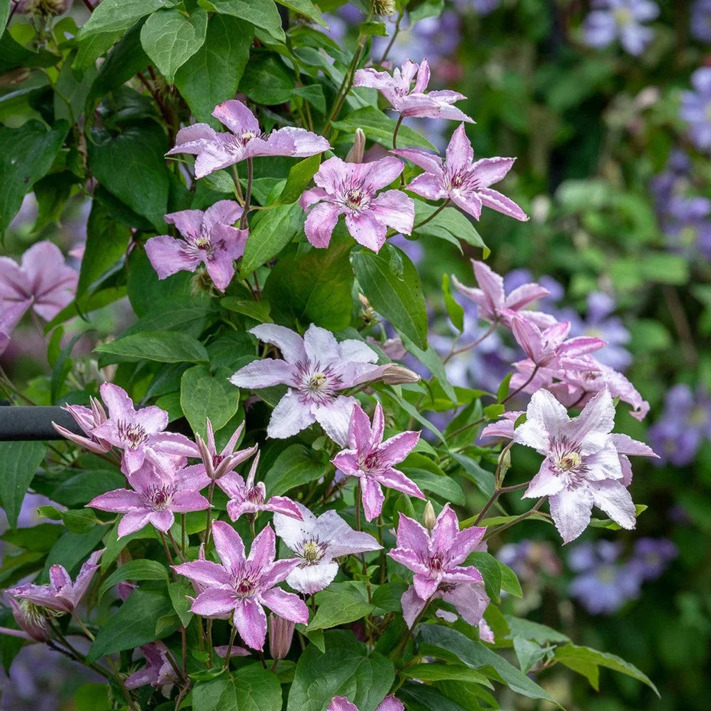 Clematis "Hagley Hybrid"