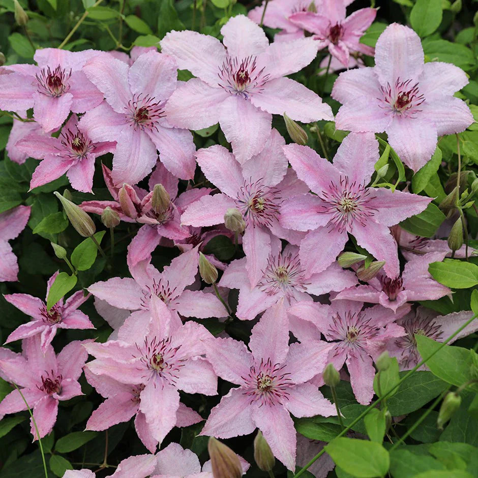 Clematis "Hagley Hybrid"