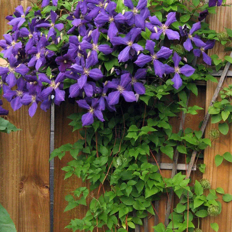 Clematis "Jackmanii"