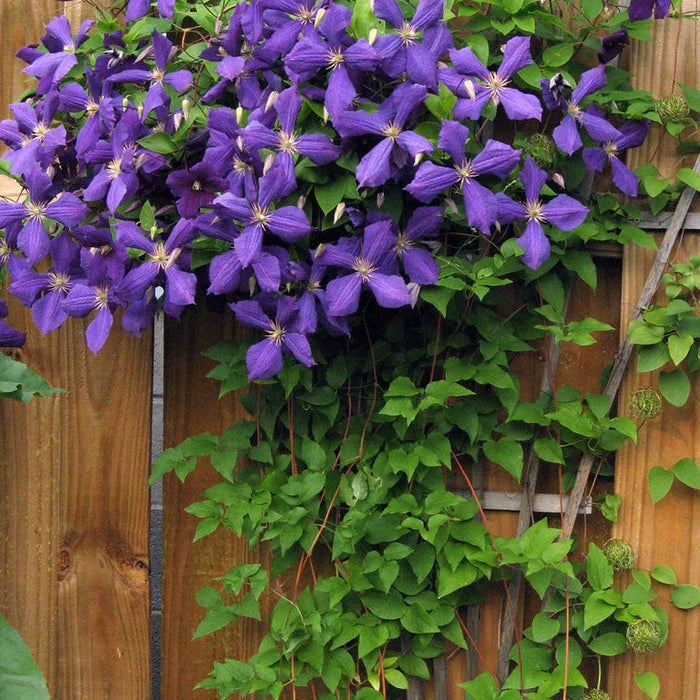 Clematis "Jackmanii" la Ghiveci, 1 Bucata
