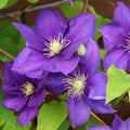 Clematis "Jackmanii"