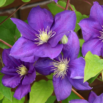 Clematis „Jackmanii” – plantă ornamentală | Regatul Plantelor