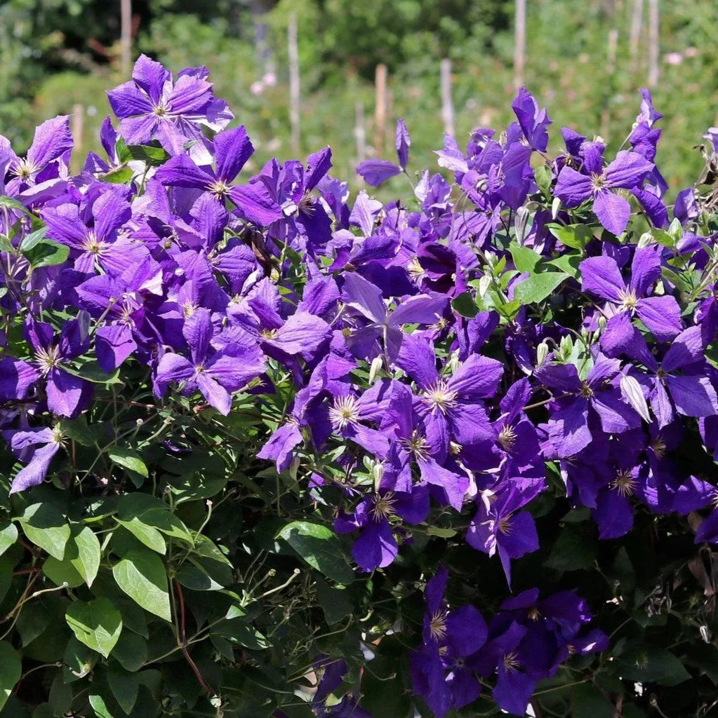 Clematis "Jackmanii"