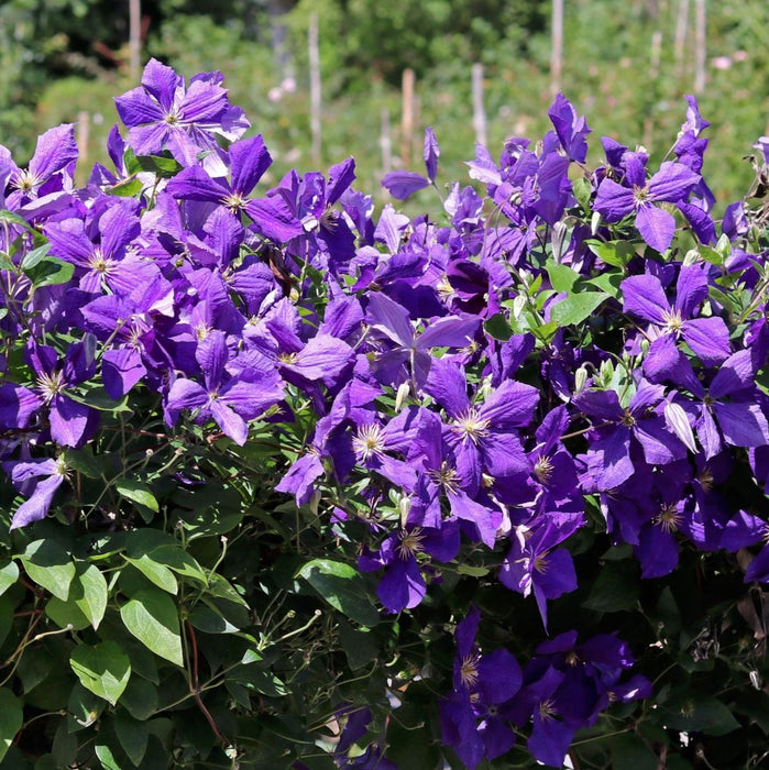 Clematis "Jackmanii" la Ghiveci, 1 Bucata