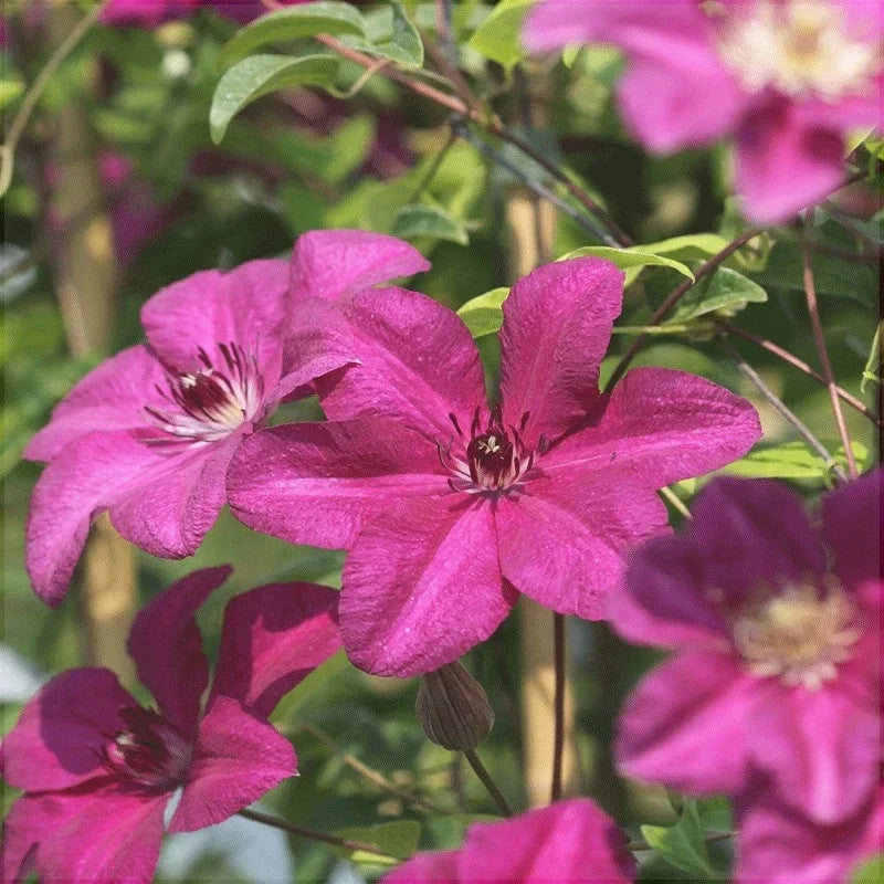 Clematis "Kardynal"