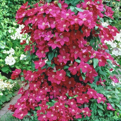 Clematis „Kardynal” – plantă ornamentală | Regatul Plantelor