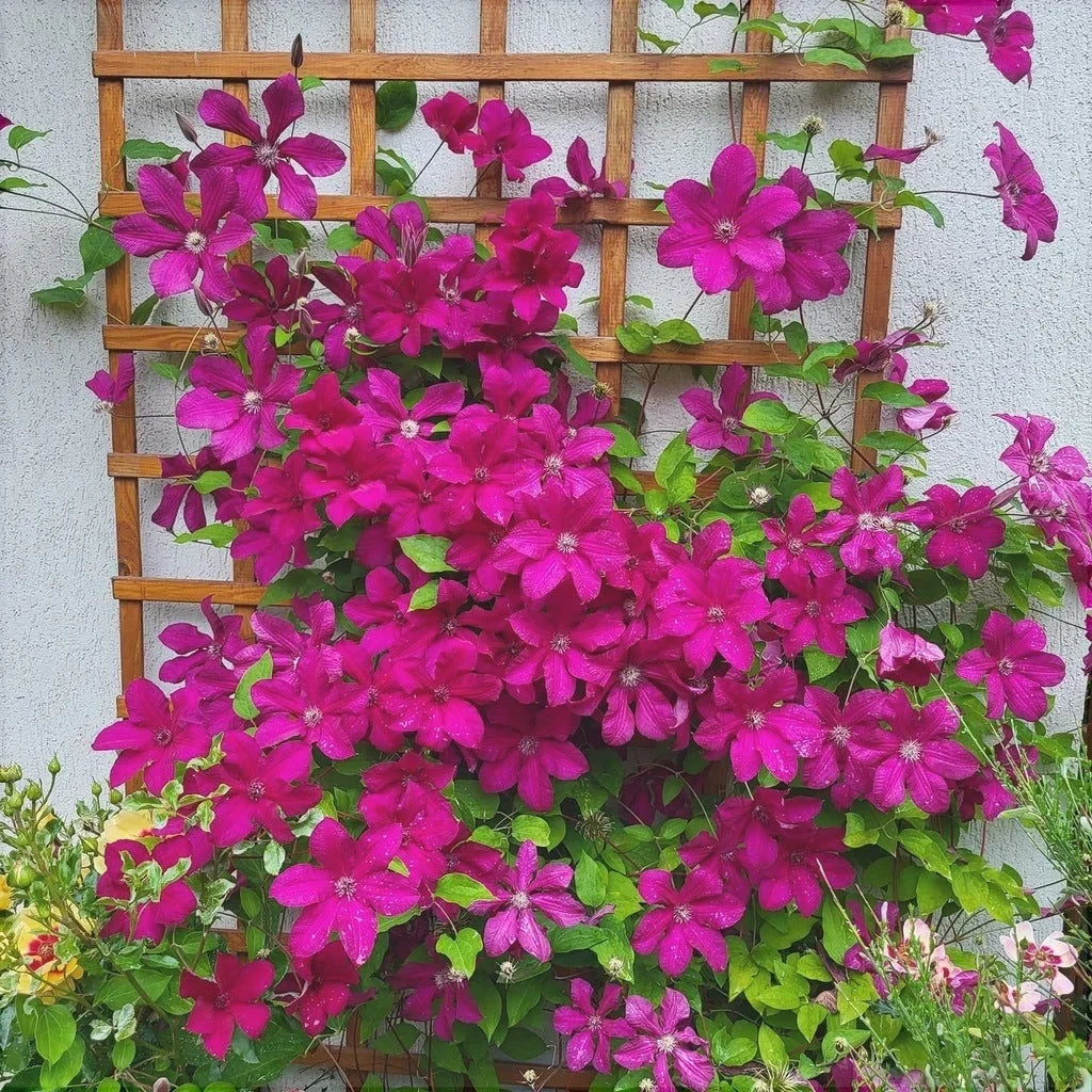 Clematis "Kardynal"