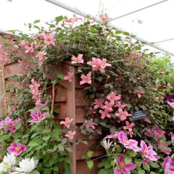 Clematis "Little Mermaid"